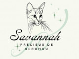Savannah Précieux de Kerohou