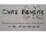 Chat Bohème