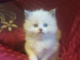 Matilda-56 Chatterie *De Bogy Be*