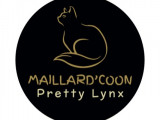 Maillard'Coon