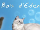 Du Bois D’Eden