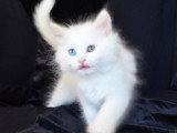 Chatterie de Nice | Eleveur Chat Sibérien Traditionnel
