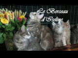 Le Berceau d'Iseline