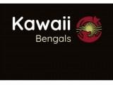 Kawaii Bengals