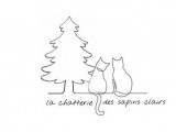 Des Sapins Clairs