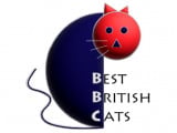Best British Cats 49