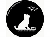 SOS Chats en détresse