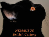 Nemasus