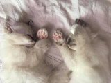 Du Naturel Birman