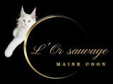 De l'Or Sauvage