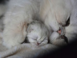 Sahara Persian