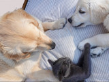 O'Malley and Care