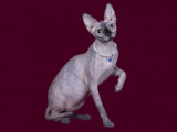 De Chat-Elle