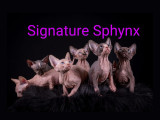 Signature Sphynx