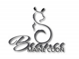 Beauce Main Coon