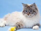 SiberStar