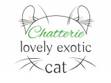 Lovely Exotic Cat