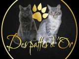 Des pattes d'or
