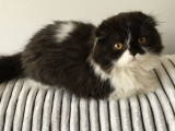De Nouchka Owl Cat