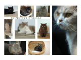Of Pretty Little Cat