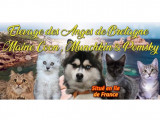 Des Anges de Bretagne