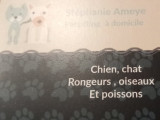 Chatterie Du Petit Neko Bleu