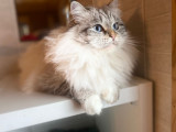 Diamond Eyes