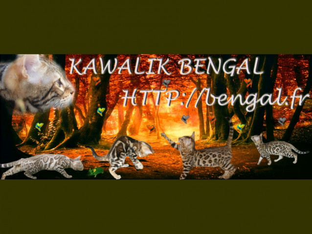 Kawalik Bengal élevage De Bengal à Chassenard