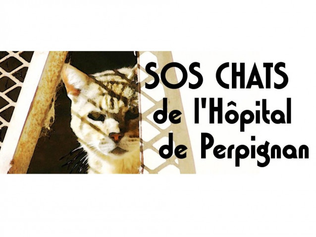 Un trappeur sachant trapper - Le blog de l'association SOS Chats de  l'Hôpital de Perpignan