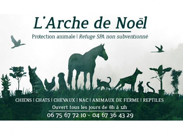 Arche de No l Refuge pour chat Association de protection