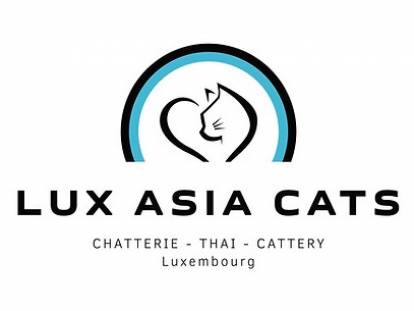 Lux Asia Cats