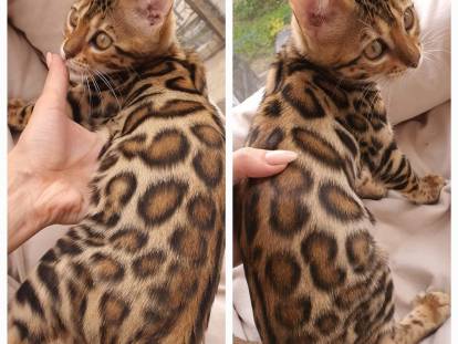 Deluxe Bengal chatons disponible de suite