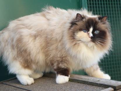 Passion Petits Animaux