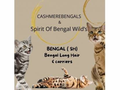 Spirit Of Bengal Wild's & Cashmere Bengals