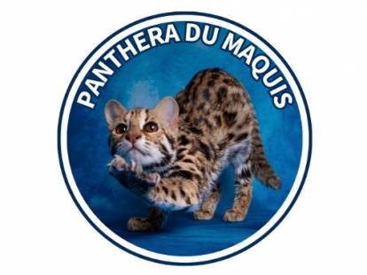 Panthera du Maquis