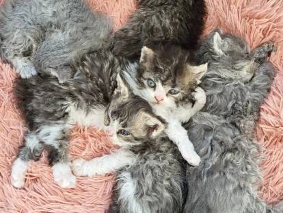 De l’Arche des Lys