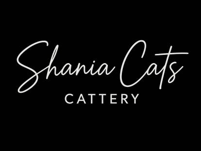 British Shania Cats