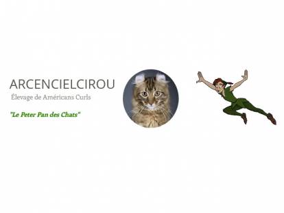 Chatterie Arcencielcirous Elevage De American Curl A Naucelle