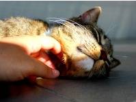 Asile Pour Animaux Escher Deireschutz