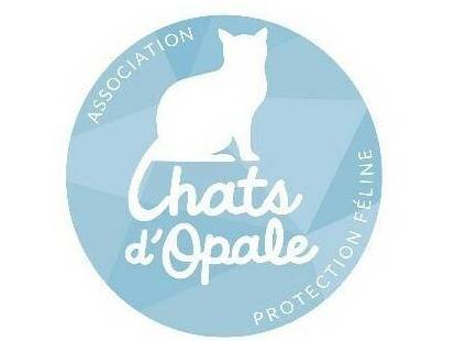 Chats D Opale Refuge Pour Chat Association De Protection Animale A Saint Josse