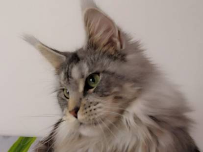 Monts de Freyja