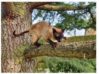 Des Siams Du Léman Loof