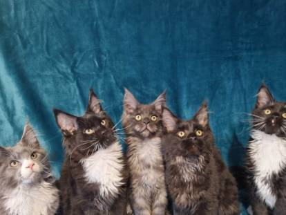 Des Coons d'Ambre