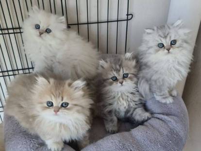 Les Sacrés Coons du Sud
