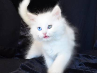 Chatterie de Nice | Eleveur Chat Sibérien Traditionnel