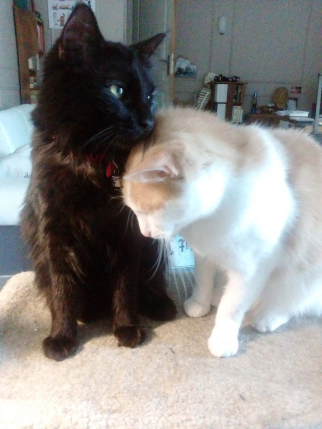 Ma Chatte Perd Du Liquide Sante Du Chat