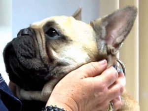 L'obésité du chien et du chat