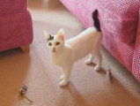 Comparaison des races bobtail américain et bobtail japonais