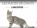 Présentation du Mau Egyptien