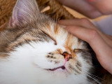De la musique pour relaxer son chat